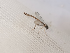 Leptogaster subtilis