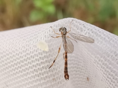 Leptogaster subtilis