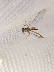 Leptogaster subtilis