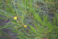 Acacia euthycarpa