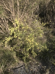 Melaleuca thymoides
