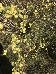 Melaleuca thymoides