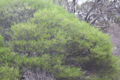 Acacia euthycarpa