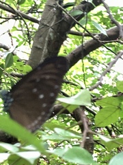 Euploea tulliolus ledereri