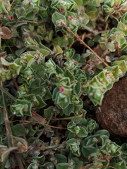 Indigofera cordifolia