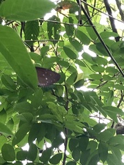 Euploea tulliolus ledereri