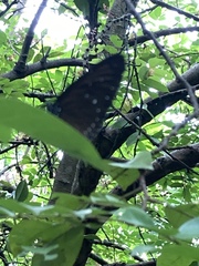 Euploea tulliolus ledereri