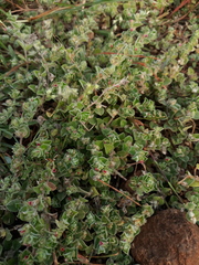 Indigofera cordifolia