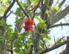 Erythrina abyssinica
