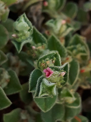 Indigofera cordifolia
