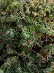 Indigofera cordifolia