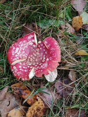 Amanita muscaria