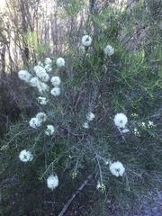 Melaleuca rhaphiophylla