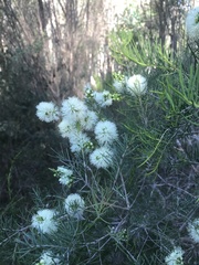 Melaleuca rhaphiophylla