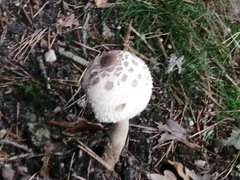 Macrolepiota procera