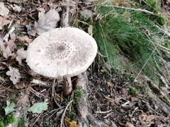 Macrolepiota procera