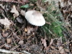 Macrolepiota procera