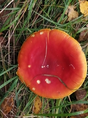 Amanita muscaria