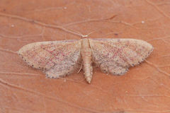 Idaea infirmaria