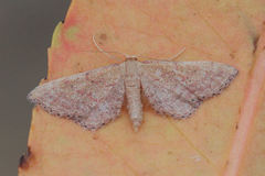 Idaea infirmaria