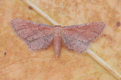 Idaea infirmaria