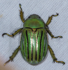 Chrysina gloriosa
