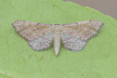 Idaea infirmaria