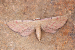 Idaea infirmaria
