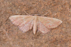 Idaea infirmaria