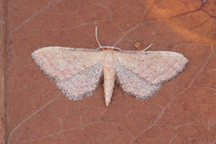 Idaea infirmaria