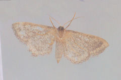 Idaea infirmaria