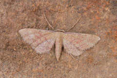 Idaea infirmaria