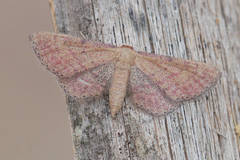 Idaea infirmaria