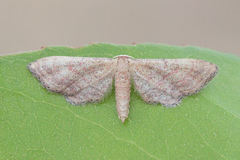 Idaea infirmaria