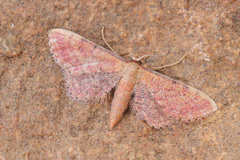 Idaea infirmaria