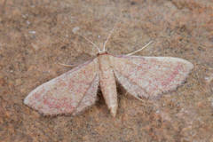 Idaea infirmaria