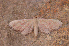 Idaea infirmaria