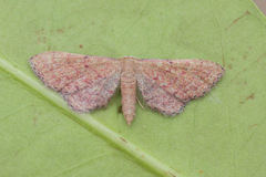 Idaea infirmaria