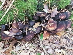 Fungi