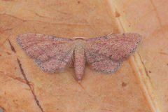 Idaea infirmaria