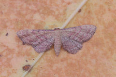 Idaea infirmaria