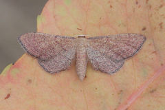 Idaea infirmaria