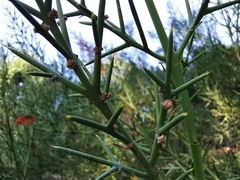 Colletia ulicina