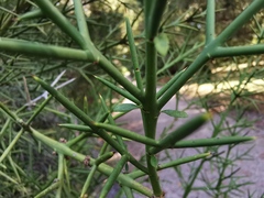 Colletia ulicina