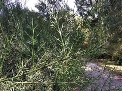 Colletia ulicina