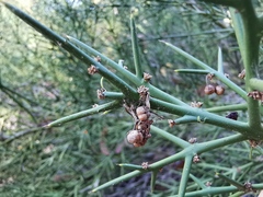 Colletia ulicina