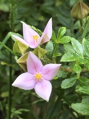 Boronia alata
