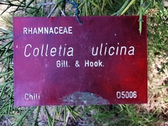 Colletia ulicina