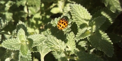 Harmonia axyridis