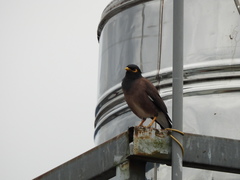 Acridotheres tristis